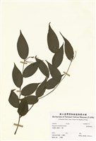 藏品(臺灣寶鐸花)的圖片